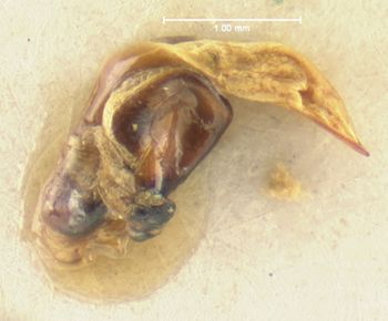 Media type: image;   Entomology 33042 Aspect: genitalia